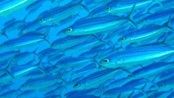 school of fish